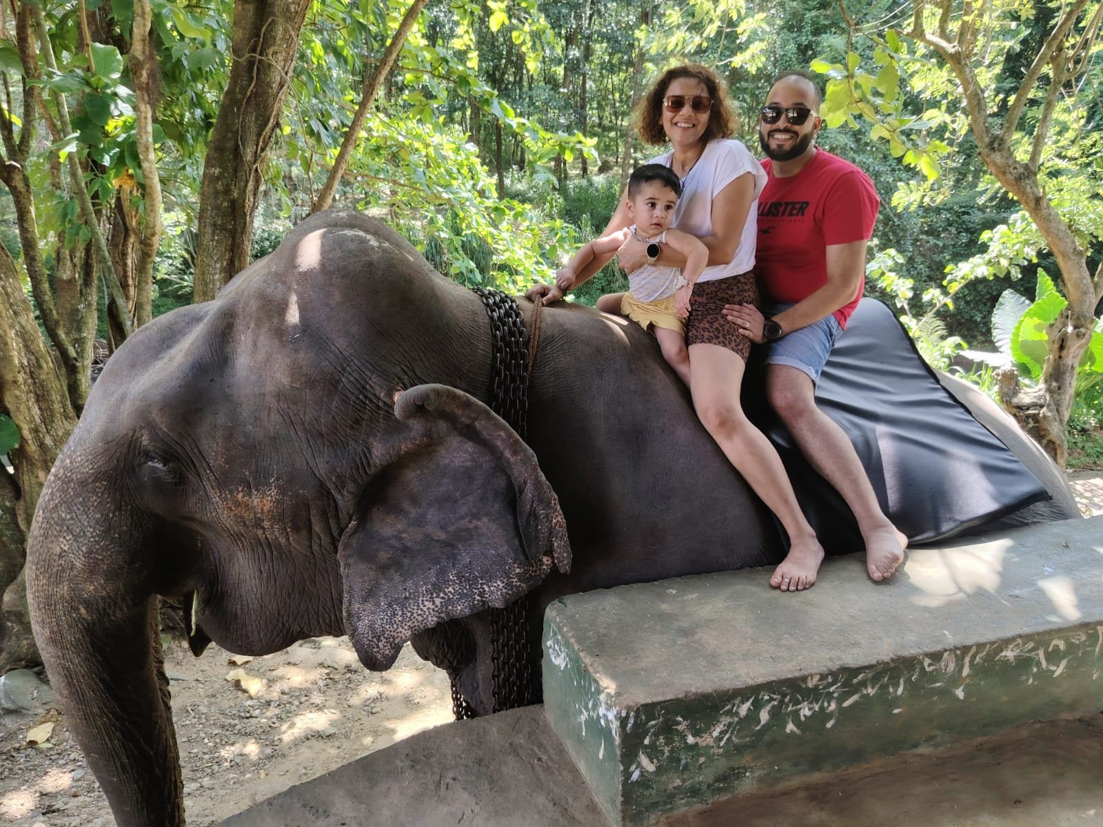 Elephant