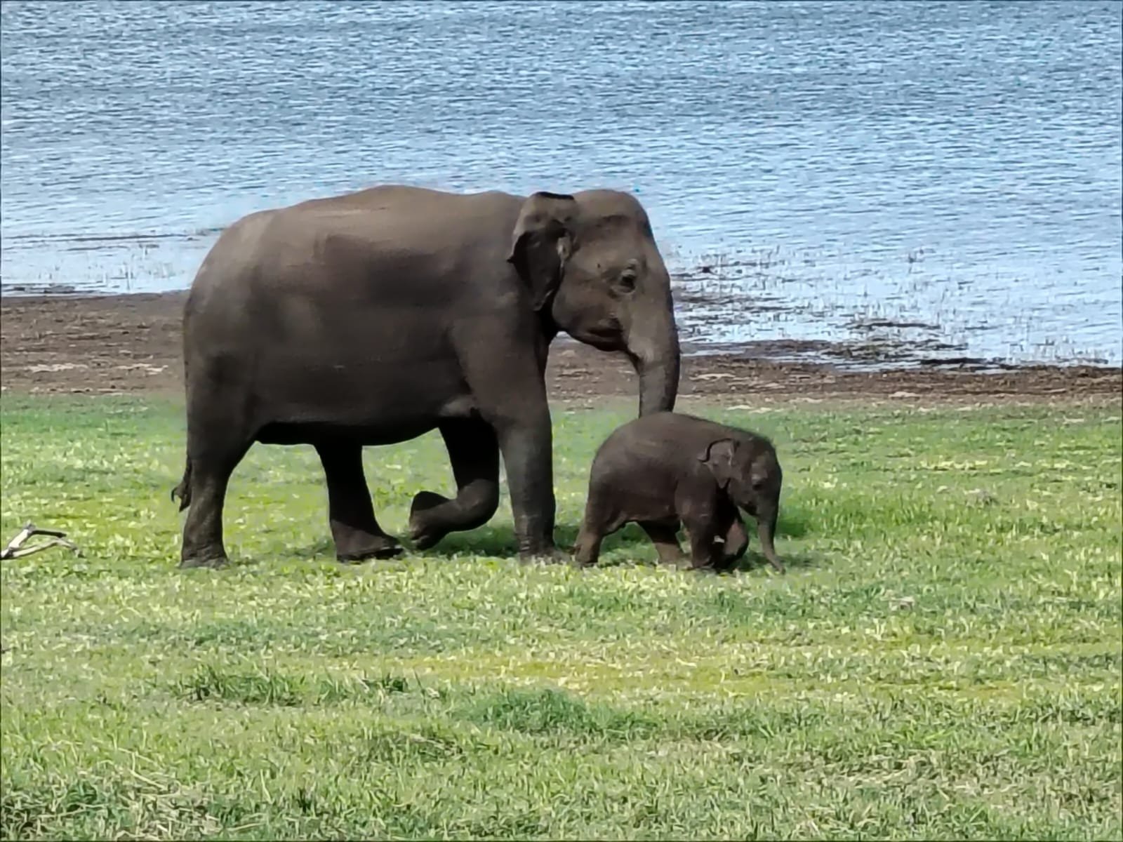 Habarana Safari Wildlife